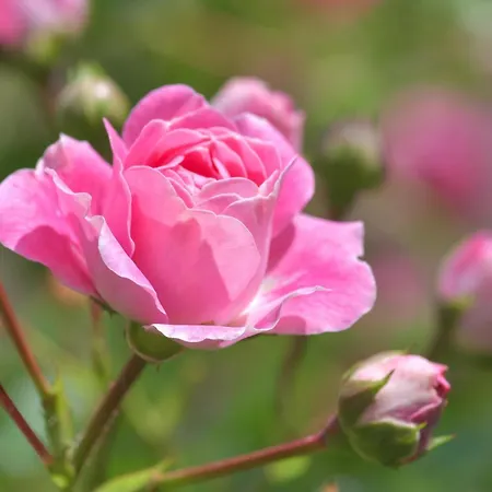 Гостевой дом Gaestehaus Bettina 3*