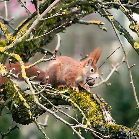 Pensión Gaestehaus Bettina 3*