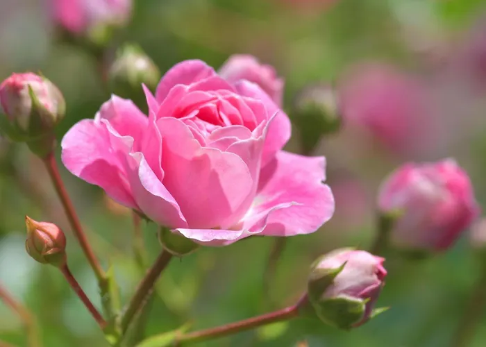 Guest house Gaestehaus Bettina 3*