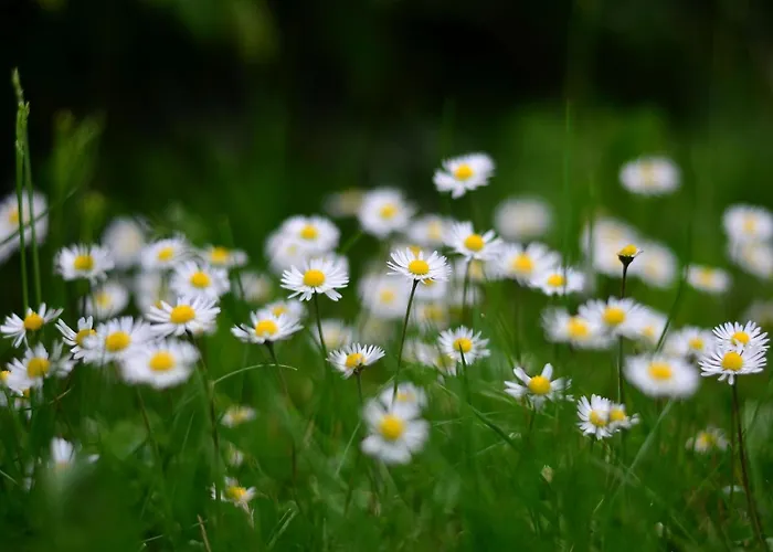 Guest house Gaestehaus Bettina Sipplingen