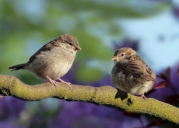 Πανσιόν Gaestehaus Bettina 3*